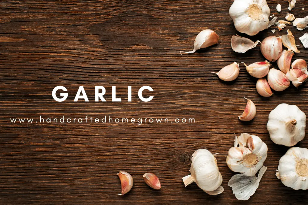 Garlic