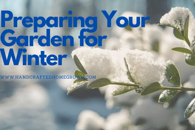 When and How to get my Garden Ready for Winter?