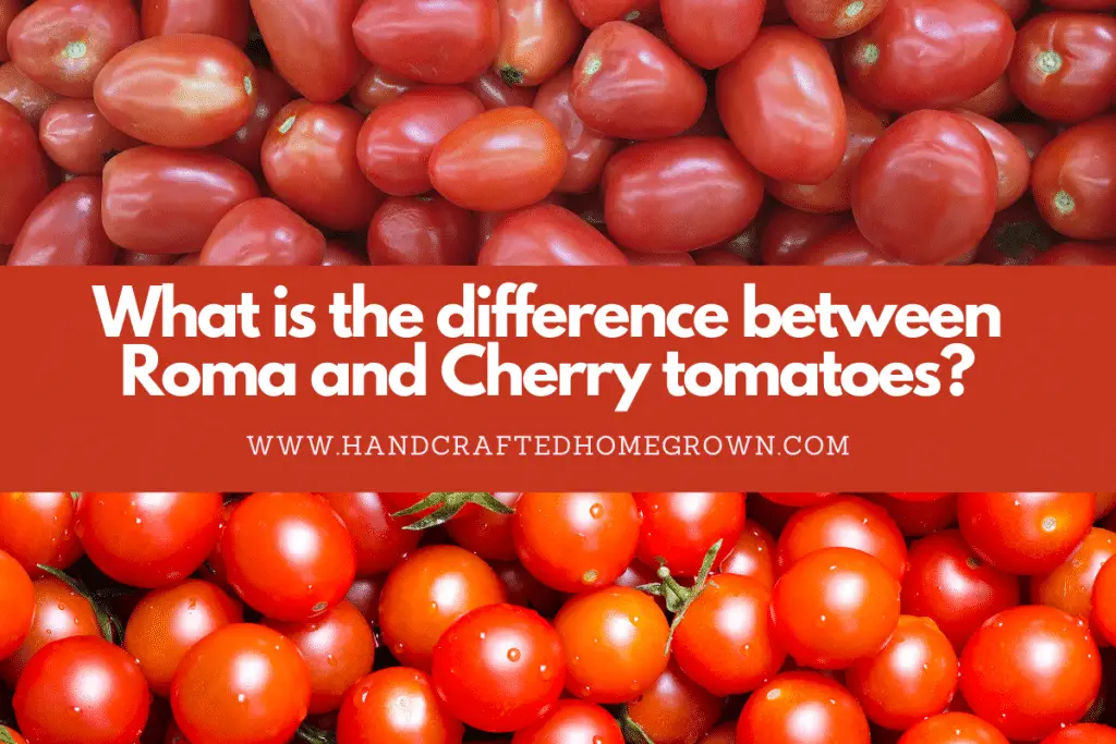 What is the difference between roma and cherry tomatoes