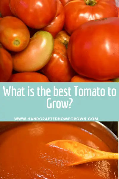 What is the Best Tomato to Grow?