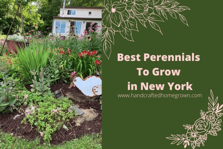18 Best Perennials to Grow in New York