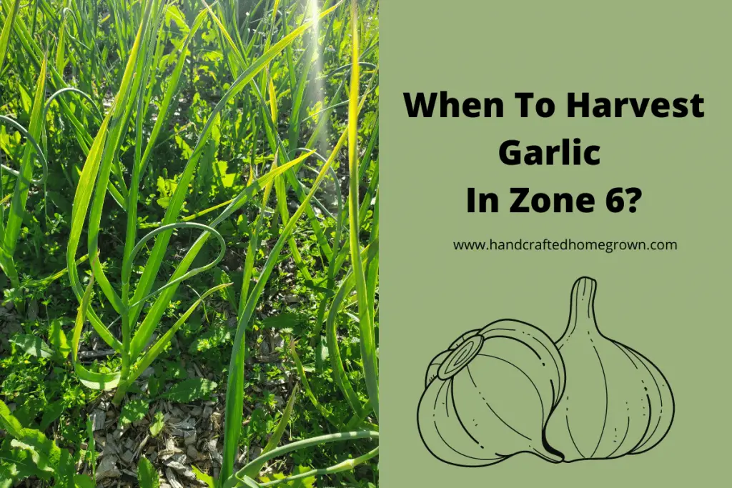 When to Harvest Garlic Zone 6