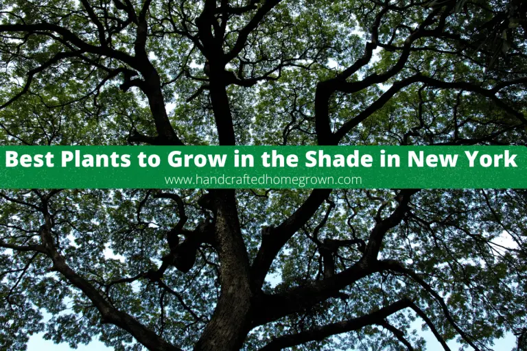 Best Plants to Grow in the Shade in New York